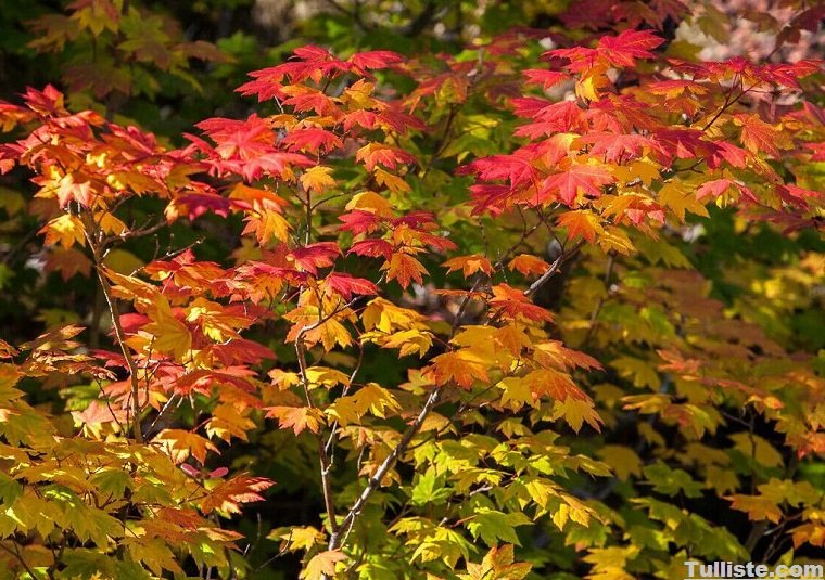 Acer circinatum